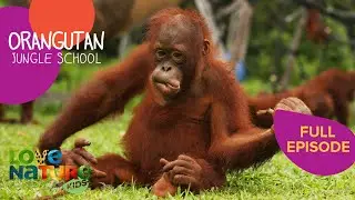 The Domino Effect | Orangutan Jungle School 201