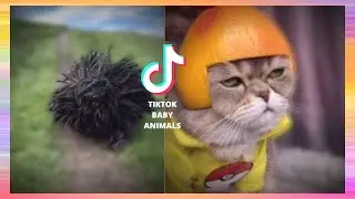 ✅TikTok Baby Animals - Funny and Cute Animals