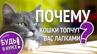Почему кошка топчет вас лапками? Кошачий массаж: что это?