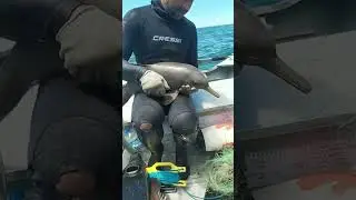 🛟Baby Dolphin Saved From Sea Netting | Hero Of The Week