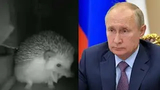 Ёжик чихнул, а Путин ему...