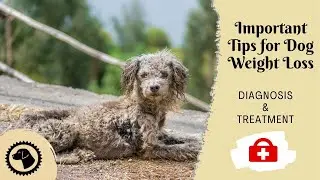 10 Important Tips for Dog Weight Loss | DOG HEALTH 🐶 