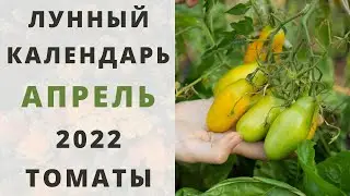 ТОМАТЫ: лунный календарь на АПРЕЛЬ 2022! Когда сажать помидоры на рассаду?