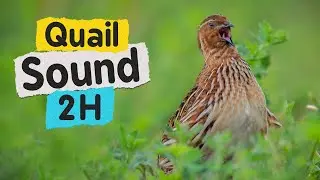 Quail Sound 2 Hours High Resolution