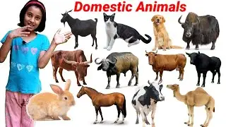 Domestic Animals Name in English | Cow, Yak, Sheep, Dog| Learn Animals Name |  Animals Video| 