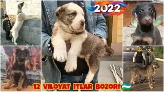 Барча вилоятларининг итлар бозори | Online Itlar bozori 🇺🇿🐕‍🦺