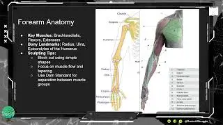 Sculpting the Arm in ZBrush | Anatomy, Tips, and Workflow