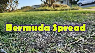 How Fast Does Bermuda Grass Spread?