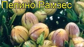 Пепино Рамзес. Краткий обзор, описание характеристик, где купить solanum muricatum Ramzes