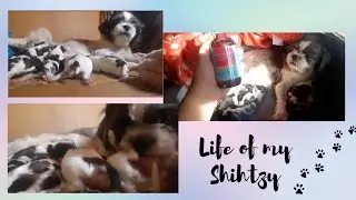 SHIH TZU GIVING BIRTH TO 5 PUPPIES AT HOME | PAANO MANGANAK ANG ASO