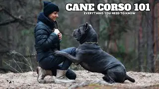 Cane Corso 101 | Everything You Need To Know About This Majestic Italian Mastiff.