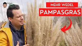 Vermeide Fehler-  Pampasgras ✅im Frühjahr richtig schneiden