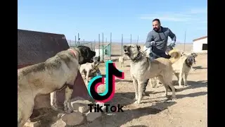 EN GÜZEL KANGAL TİK TOK VİDEOLARI #22 (YENİ)