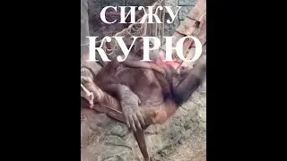 Обезьяна и пенис! 