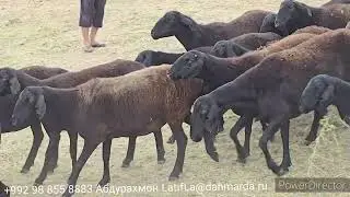 Гиссарские овцы сына Ходжи Наима Бузурга Мирзорахимова,  в Шохамбары