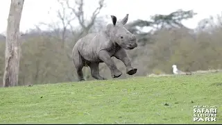 Excited baby rhino's first day on Safari!