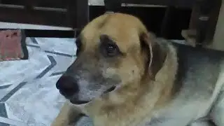 A tribute to my dog Calypso. RIP