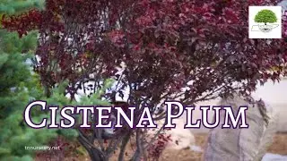 Cistena plum - TN Nursery