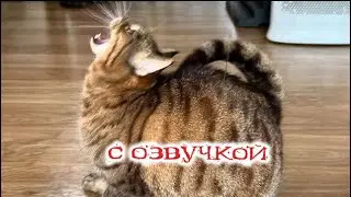 Приколы с котами! Смешные коты! С ОЗВУЧКОЙ! Самые смешные животные! до слёз!