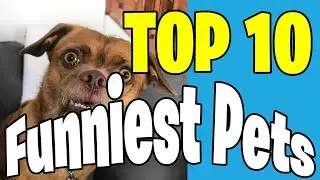 Top 10 - Trending Funny Pet Videos. The most popular Dog and Cat fails this week.