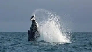 A humpback whale missing most of its tail has been spotted off New Zealand