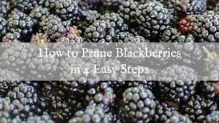 How To Prune Blackberries