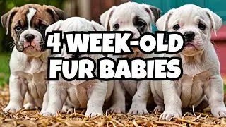 Female American Bulldog Puppies: 4 weeks old