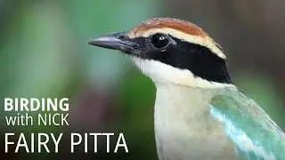 The Fairy Pitta Appreciation Society | Pitta nympha