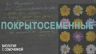 Покрытосеменные