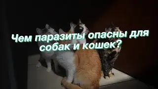 Чем паразиты опасны для собак и кошек?