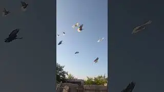 31 июля 2024 г.