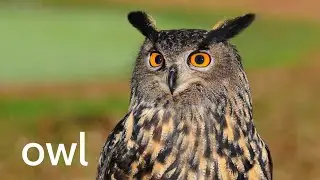 Owl Calling Sound - Owl Call Nightmare 🤯