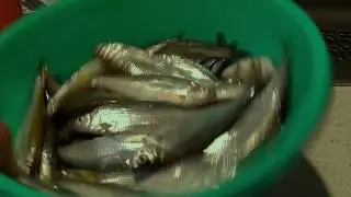 ЛОВЛЯ УКЛЕЙКИ на РЕКЕ / FISHING