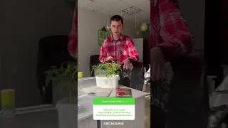 Справится ли один Макролофус, если в теплице Белокрылка и Паутинный клещ?
