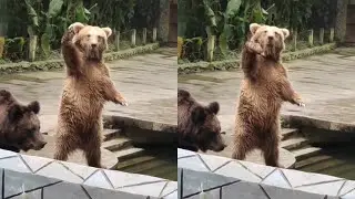 Bear Waving To Get Some Food