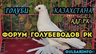 Выставка голубеи / Форум Голубеводов Республики Казахстан. АдгРК г.Шымкент /  Pigeons / doves / dove