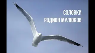 Соловки (красивая песня) - Родион Мулюков