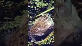 Frog Sounds 🐸 | FROG