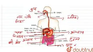 मानव के पाचन तंत्र का नामांकित चित्र बनाइये तथा यकृत के कार्यों का वर्णन कीजिये।  | 10 | जैव प्र...