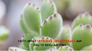 Facts about Cotyledon Ladismithiensis and How to Grow and Care