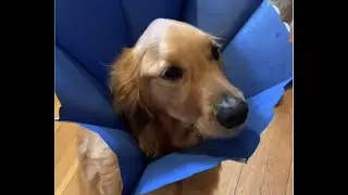 Golden Retriever HATES the Cone of Shame