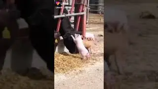 поросенок играет с коровами