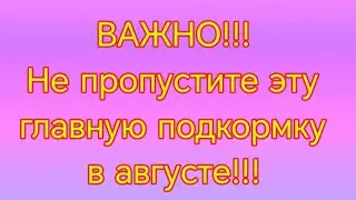 Не пропустите эту важную ПОДКОРМКУ в августе!!! .Гортензии сменили окраску 👍👍👍