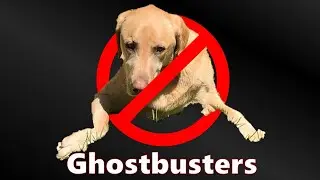 Ghostbusters (Dog & Cat Version)