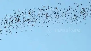 Millions of bats fly out of a cave in Thailand