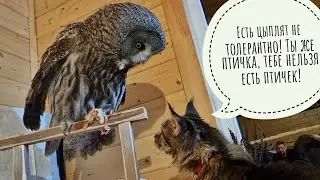 Kofi the owl tolerates Cloudberry the cat and goes to the aviary. Poirot the cat came for breakfast