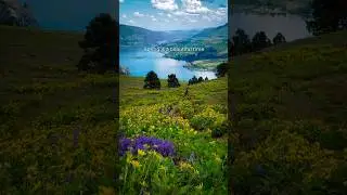 The fields of wildflowers at Coyote Wall Trail in Washington State. #shorts