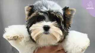 A Rare Dog Breed That Will Make You Want To Squeal 😭 | Biewer Terrier