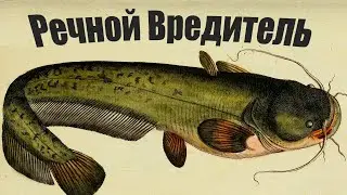 Вредители водоемов! Если вы поймали этих рыб, никогда их не отпускайте!