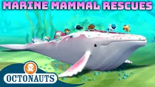 ​@Octonauts - Marine Mammal Rescues 🐋⛑️ | 60 Mins+ Compilation | Underwater Sea Education